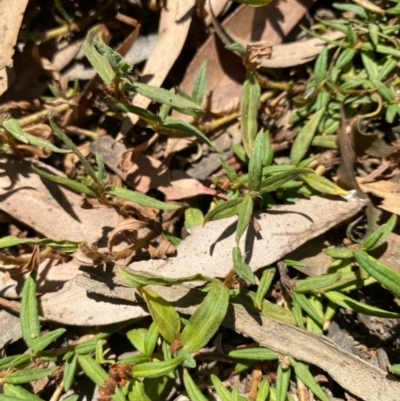 Persicaria prostrata (Creeping Knotweed) at Fentons Creek, VIC - 10 Jan 2022 by KL