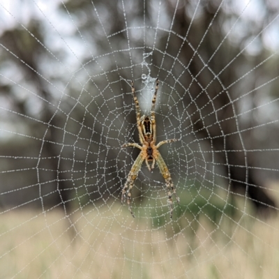 Plebs bradleyi (Enamelled spider) at Mount Majura - 9 Jan 2022 by sbittinger