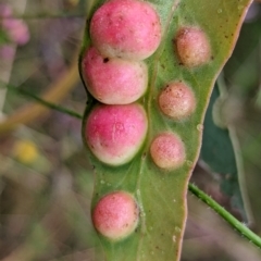 Chalcidoidea (superfamily) (A gall wasp or Chalcid wasp) at Watson, ACT - 10 Jan 2022 by sbittinger