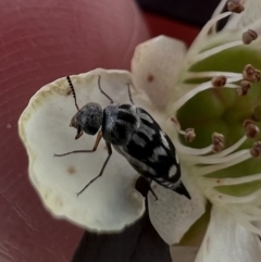 Mordellidae (family) (Unidentified pintail or tumbling flower beetle) at Murrumbateman, NSW - 10 Jan 2022 by SimoneC