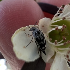 Mordellidae (family) at Murrumbateman, NSW - 10 Jan 2022 10:08 AM