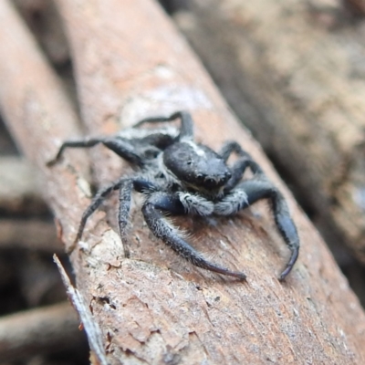 Ocrisiona leucocomis (White-flecked Crevice-dweller) at Stromlo, ACT - 10 Jan 2022 by HelenCross