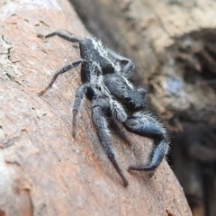 Ocrisiona leucocomis at Stromlo, ACT - 10 Jan 2022