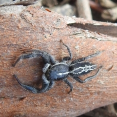 Ocrisiona leucocomis at Stromlo, ACT - 10 Jan 2022