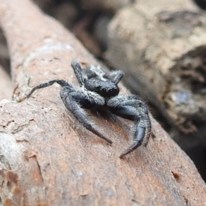 Ocrisiona leucocomis at Stromlo, ACT - 10 Jan 2022