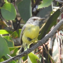 Gerygone olivacea at Kambah, ACT - 10 Jan 2022