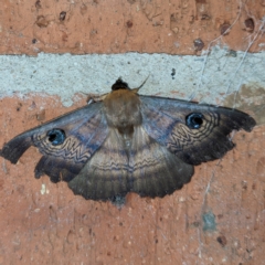 Dasypodia selenophora (Southern old lady moth) at Kambah, ACT - 10 Jan 2022 by HelenCross