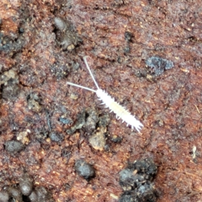 Symphyla (class) (Symphylan or garden centipede) at Monga, NSW - 10 Jan 2022 by tpreston