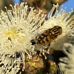 Eristalinus punctulatus (Golden Native Drone Fly) at Wandiyali-Environa Conservation Area - 9 Jan 2022 by Wandiyali