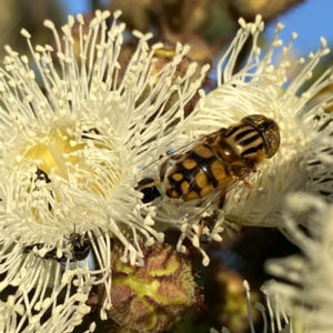 Eristalinus punctulatus at Googong, NSW - 9 Jan 2022 07:23 PM