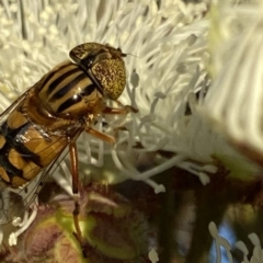 Eristalinus punctulatus at Googong, NSW - 9 Jan 2022