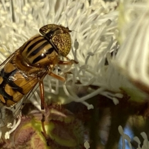 Eristalinus punctulatus at Googong, NSW - 9 Jan 2022