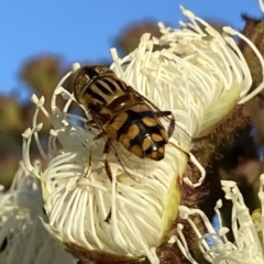 Eristalinus punctulatus at Googong, NSW - 9 Jan 2022