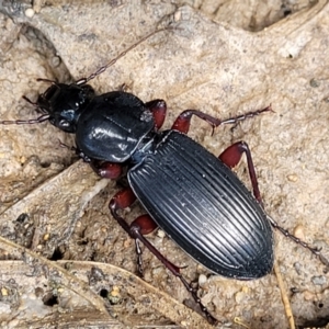 Lepturidea sp. (genus) at Monga, NSW - 10 Jan 2022