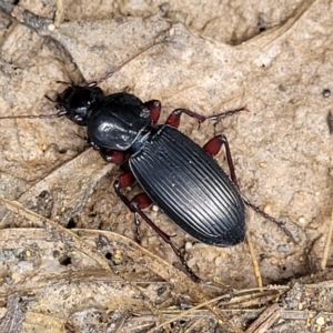 Lepturidea sp. (genus) at Monga, NSW - 10 Jan 2022