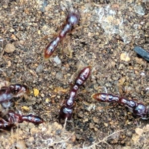 Amblyopone sp. (genus) at Monga, NSW - 10 Jan 2022