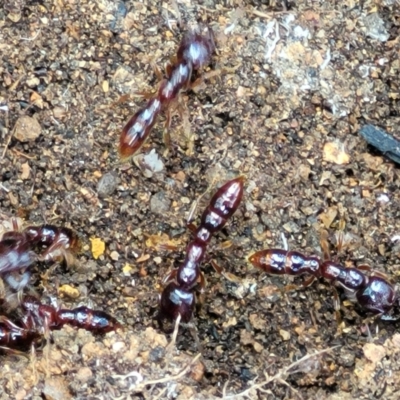 Amblyopone sp. (genus) (Slow ant) at Mongarlowe River - 10 Jan 2022 by tpreston