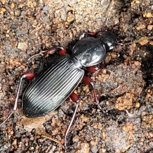 Lepturidea sp. (genus) at Monga, NSW - 10 Jan 2022