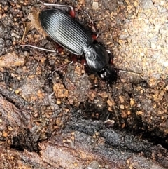 Lepturidea sp. (genus) at Monga, NSW - 10 Jan 2022