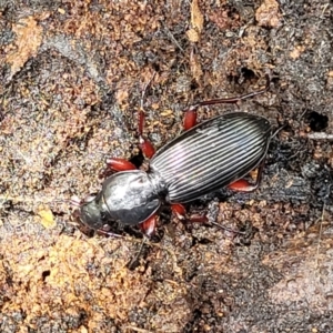 Lepturidea sp. (genus) at Monga, NSW - 10 Jan 2022