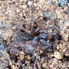 Araneae (order) (Unidentified spider) at Mongarlowe River - 10 Jan 2022 by trevorpreston