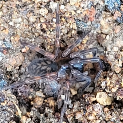 Araneae (order) (Unidentified spider) at Mongarlowe River - 10 Jan 2022 by trevorpreston