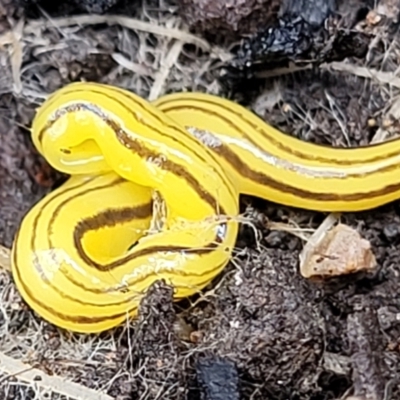 Caenoplana sulphurea (A Flatworm) at Mongarlowe River - 10 Jan 2022 by tpreston