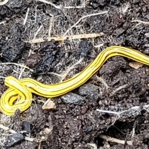 Caenoplana sulphurea at Monga, NSW - 10 Jan 2022