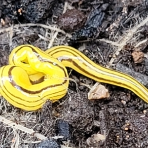 Caenoplana sulphurea at Monga, NSW - 10 Jan 2022