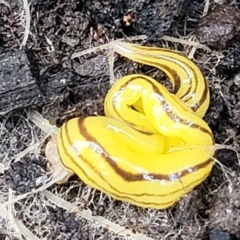 Caenoplana sulphurea at Monga, NSW - 10 Jan 2022