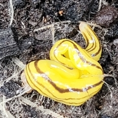 Caenoplana sulphurea at Monga, NSW - 10 Jan 2022