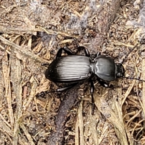 Cardiothorax monarensis at Mulloon, NSW - 10 Jan 2022