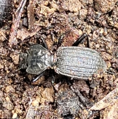 Cardiothorax undulaticostis (A darkling beetle) at Mongarlowe River - 10 Jan 2022 by tpreston