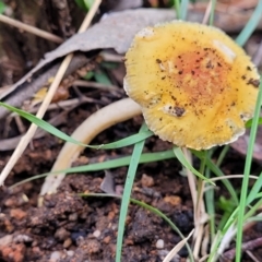 Unidentified Cap on a stem; gills below cap [mushrooms or mushroom-like] at Monga, NSW - 10 Jan 2022 by trevorpreston