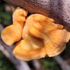 Unidentified Pored or somewhat maze-like on underside [bracket polypores] at Mongarlowe River - 10 Jan 2022 by tpreston