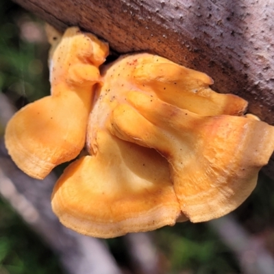 Unidentified Pored or somewhat maze-like on underside [bracket polypores] at Mongarlowe River - 10 Jan 2022 by tpreston