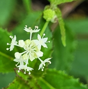 Hydrocotyle geraniifolia at Monga, NSW - 10 Jan 2022