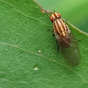 Sapromyza brunneovittata at Monga, NSW - 10 Jan 2022 01:41 PM