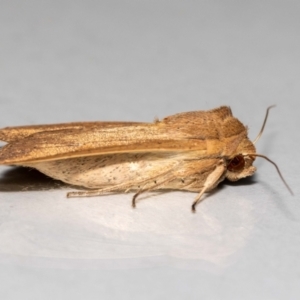 Mythimna (Pseudaletia) convecta at Jerrabomberra, NSW - 31 Oct 2021