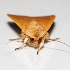 Mythimna (Pseudaletia) convecta at Jerrabomberra, NSW - 31 Oct 2021