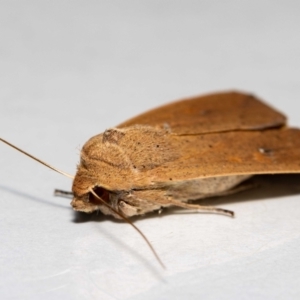 Mythimna (Pseudaletia) convecta at Jerrabomberra, NSW - 31 Oct 2021