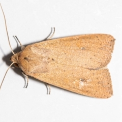 Mythimna (Pseudaletia) convecta at Jerrabomberra, NSW - 31 Oct 2021