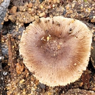 Inocybe sp. (Inocybe) at Monga, NSW - 10 Jan 2022 by tpreston