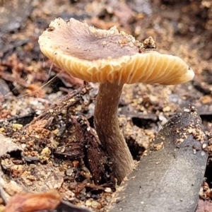 Inocybe sp. at Monga, NSW - 10 Jan 2022 01:28 PM