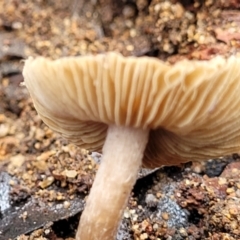 Inocybe sp. at Monga, NSW - 10 Jan 2022 01:28 PM