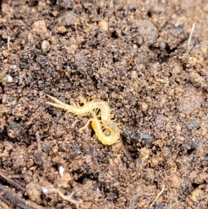 Cryptops sp. (genus) at Monga, NSW - 10 Jan 2022