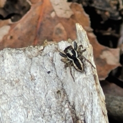 Jotus sp. (genus) (Unidentified Jotus Jumping Spider) at Mongarlowe River - 10 Jan 2022 by tpreston