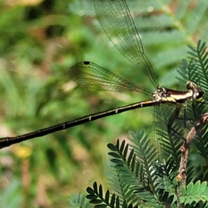 Argiolestidae (family) at QPRC LGA - 10 Jan 2022