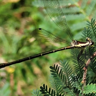 Argiolestidae (family) (Flatwings) at Monga, NSW - 10 Jan 2022 by trevorpreston