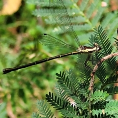 Argiolestidae (family) at QPRC LGA - 10 Jan 2022